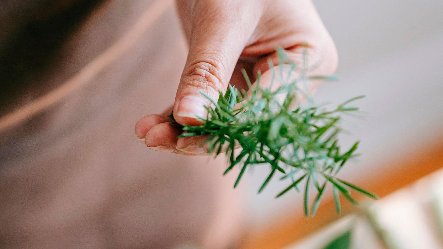 ¿Qué secretos esconde el romero? El ingrediente héroe para un cabello sano. - Inbiotech SAS