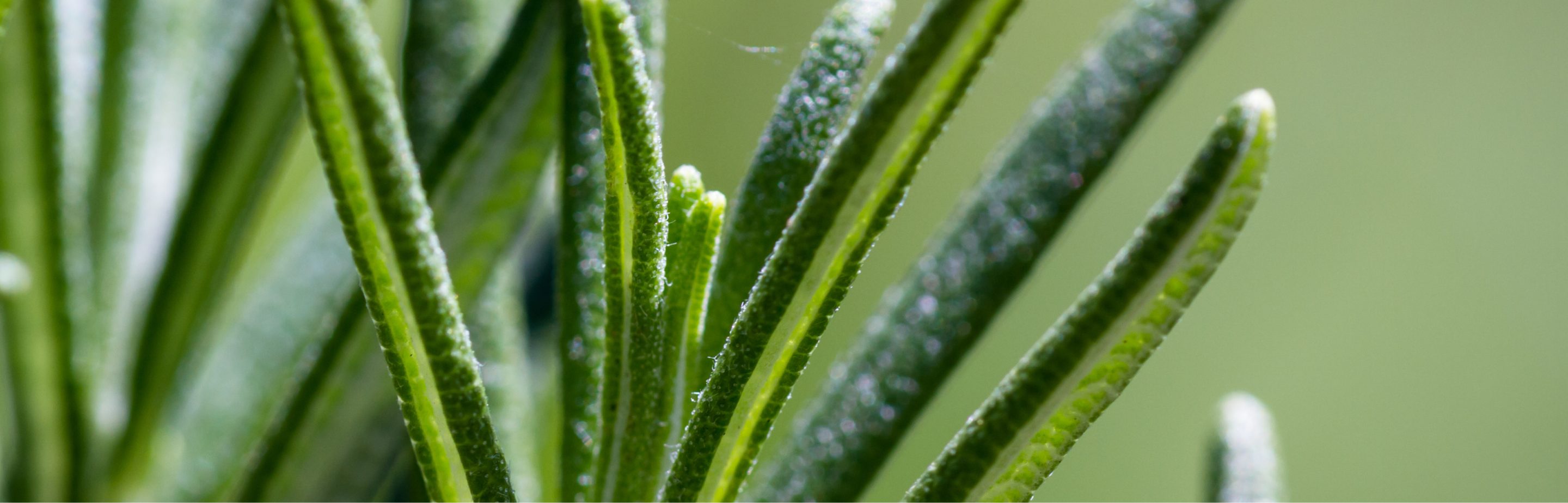 Filoker Línea Anticaída y Antioxidante